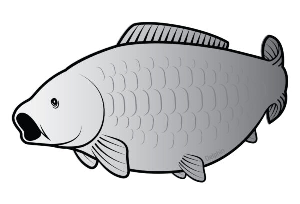 Aufkleber Karpfen SILVER – Bild 2