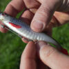 Kunstköder Delphin Realix 3D / 2 St.13cm / Perch – Bild 12