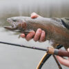 Delphin TROUTERA SoftLURE180cm/0.5-6g/2 Teile – Bild 8